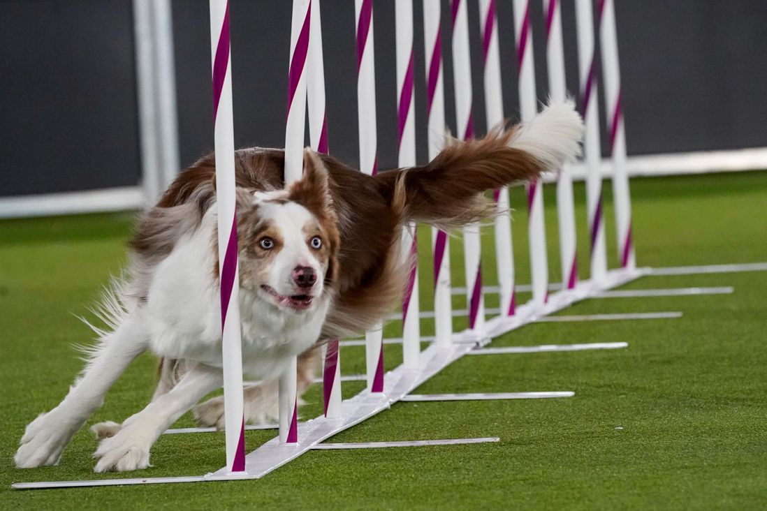 The collie is zig-zagging in an agility fence